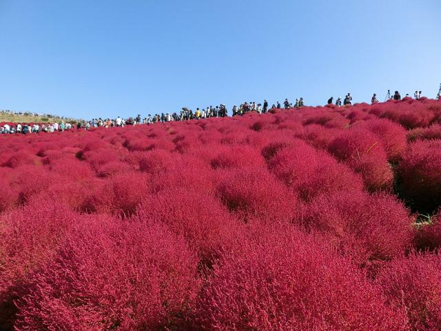 Hitachi Seaside Park